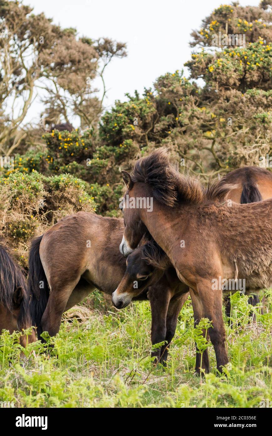 Verspielte Exmoor Ponys Stockfoto