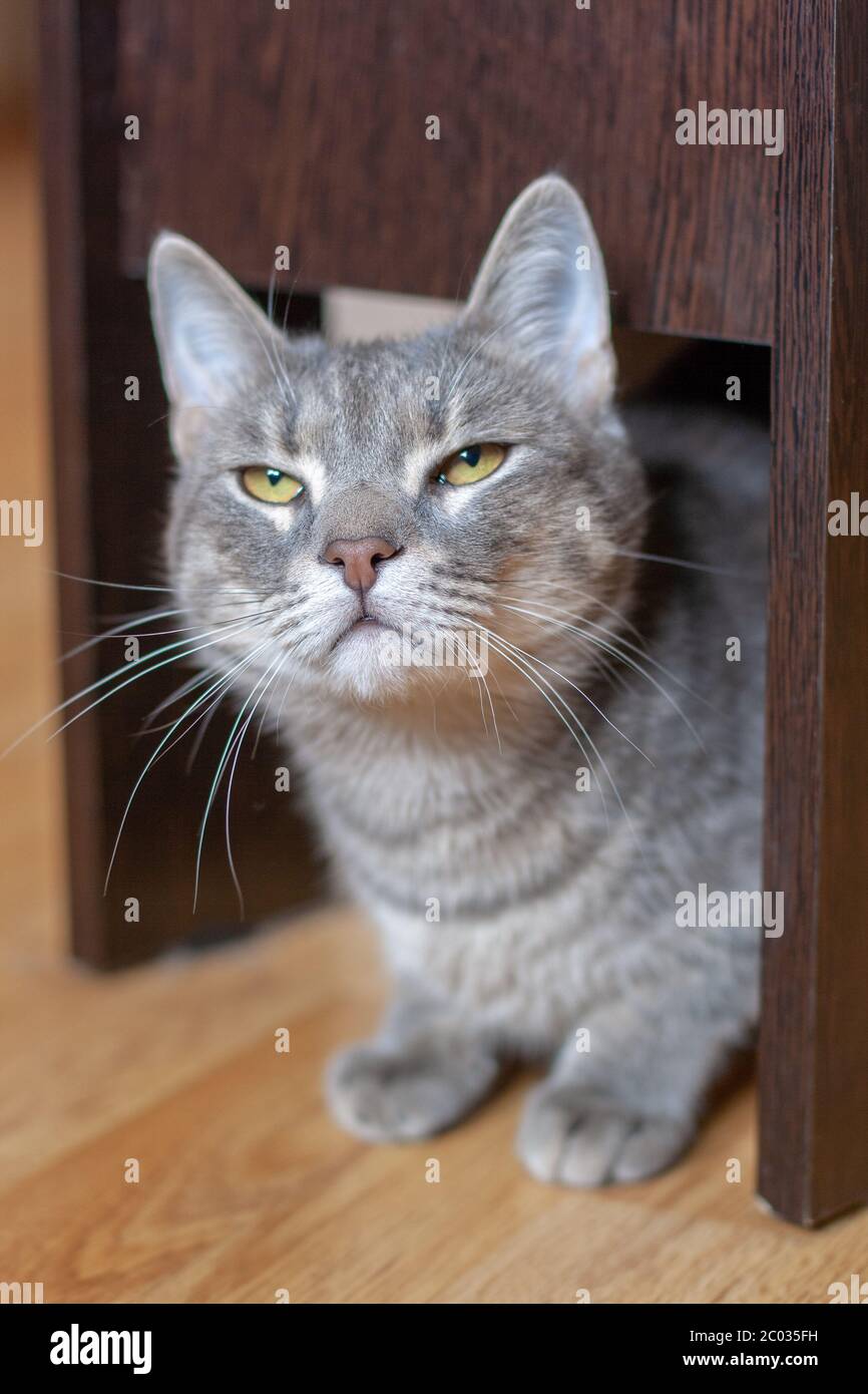Lustige graue Katze, die unter einem Stuhl auf dem Parkettboden schielt. Die gelben Augen sind verengt. Geringe Schärfentiefe. Konzentrieren Sie sich auf die Nase. Vertikal. Stockfoto