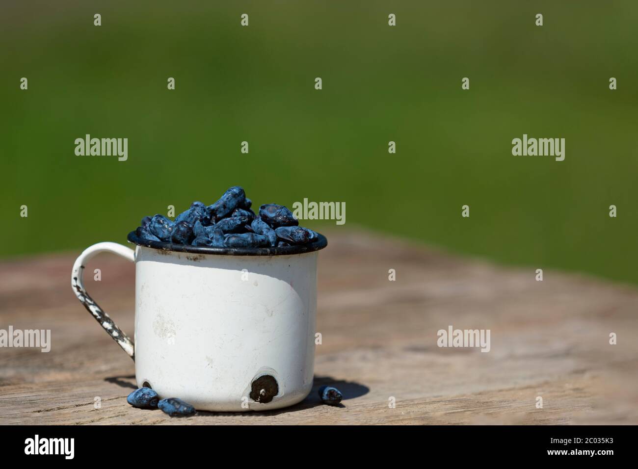 Blaue Geißelbeeren in Metall-Becher auf Holz-Tisch Hintergrund mit Copyspace Stockfoto