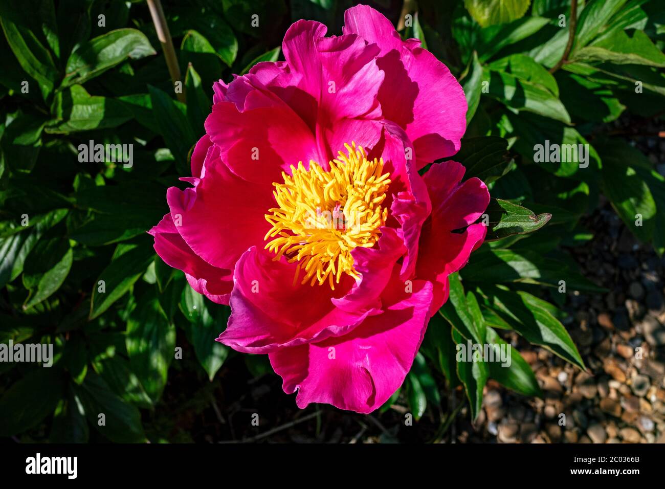 Pfingstrose Gartenblume Stockfoto