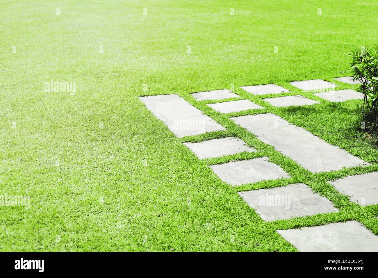 Grünes Gras Feld am Morgen, Entspannung Szene. Stockfoto
