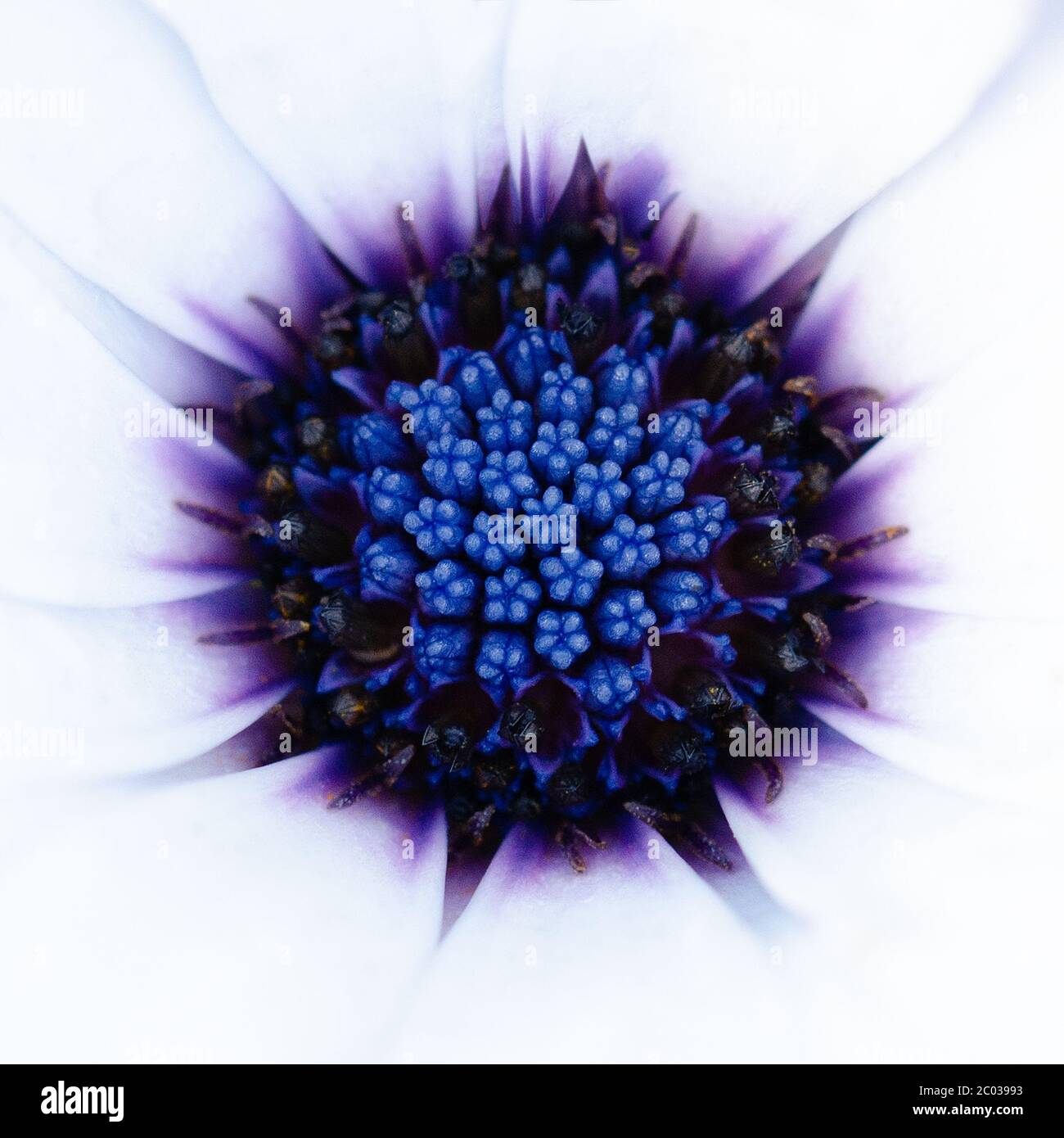 weiße Osteospermum Blume mit blue-Center Stockfoto