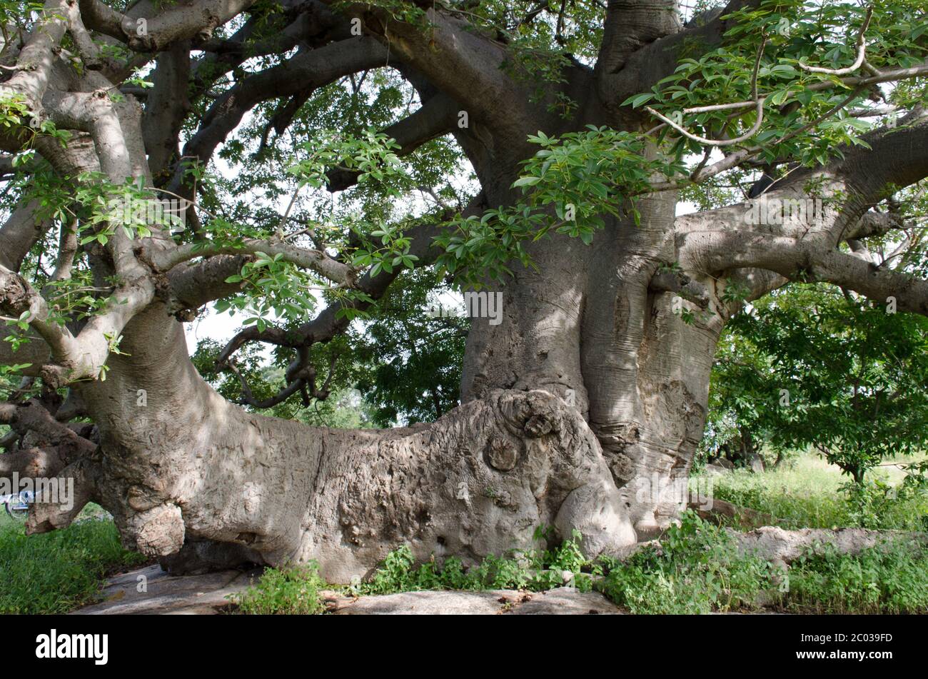 Paga, Nord Ghana Baobab Baum Stockfoto