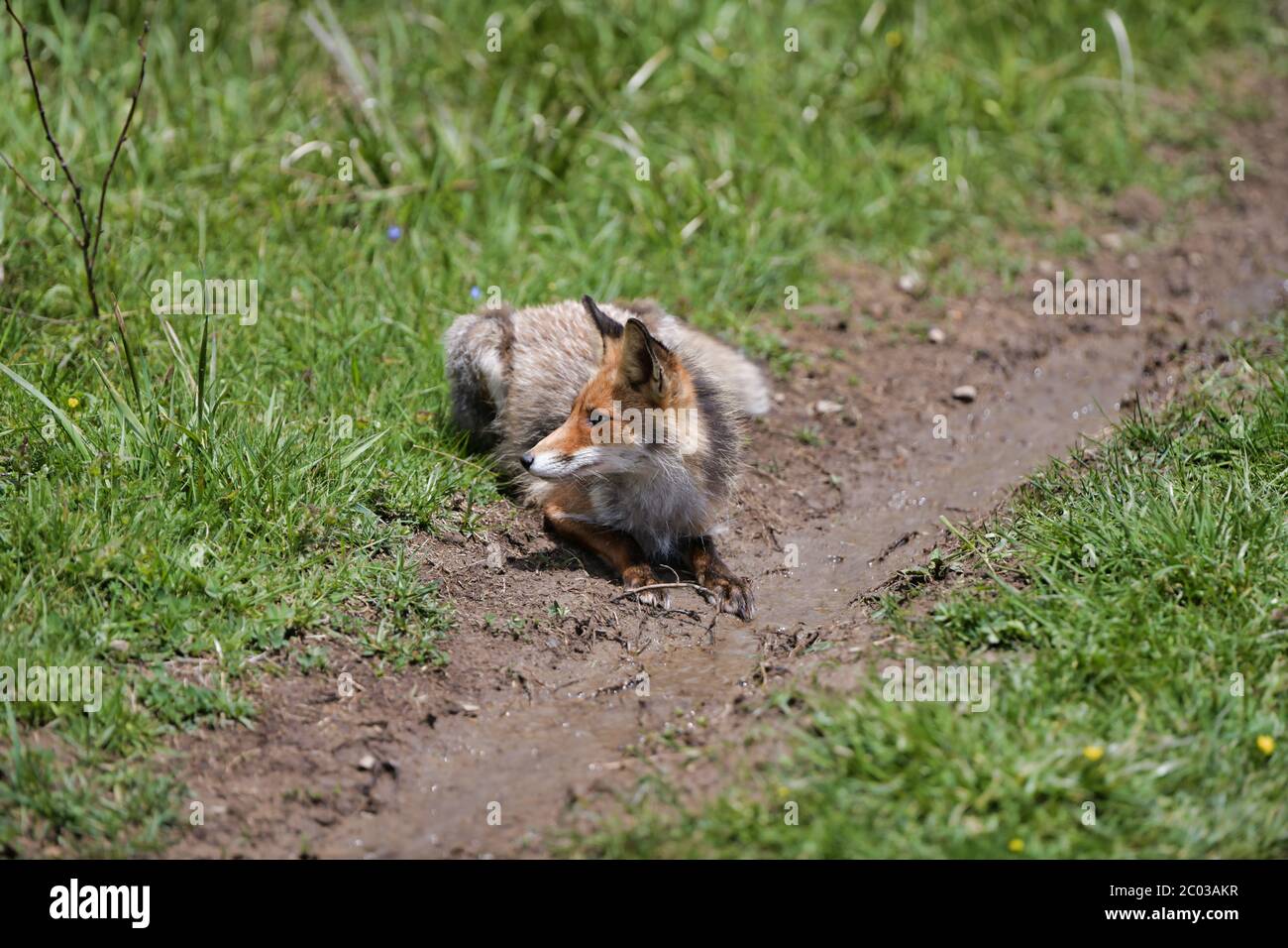 Rotfuchs Vulpes vulpes sitzt in der Nähe einer kleinen Pfütze. 8k breites Bild Karpatental, Bieszczady, Polen. Stockfoto