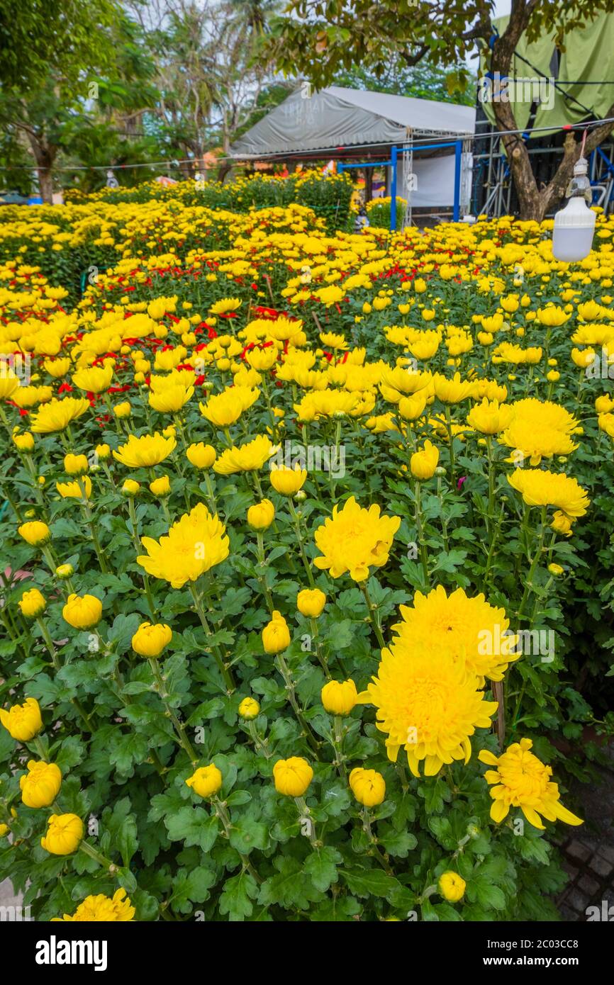 Hoa CUC, Gänseblümchen, zum Verkauf vor Tet Feier, Hoi an, Vietnam, Asien Stockfoto