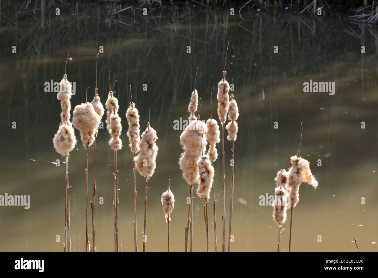 Cattails mit flauschigen hellbraunen Kochfeldern in einem See, Typha Stockfoto