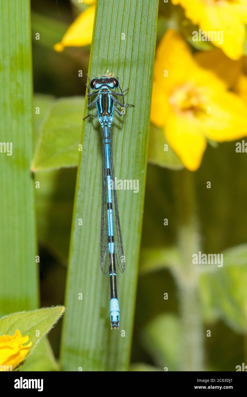 Eine Azurfliege (Coenagrion puella) ruht heute Morgen an einem warmen, aber bewölkten Tag in East Sussex, Großbritannien auf einem Pflanzenblatt. Quelle: Ed Brown/Alamy Live News Stockfoto