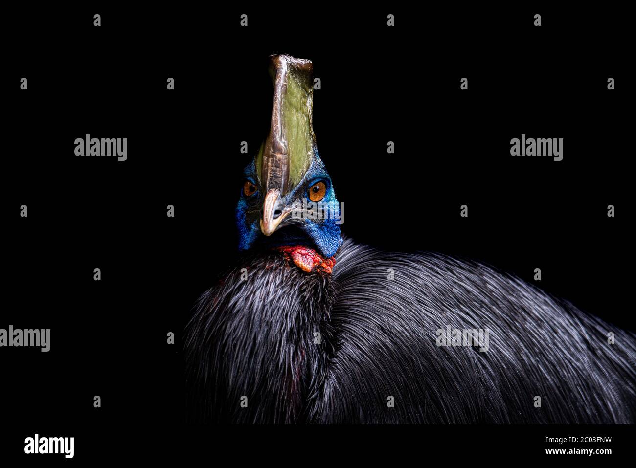 Porträt eines südlichen Cassowary Stockfoto