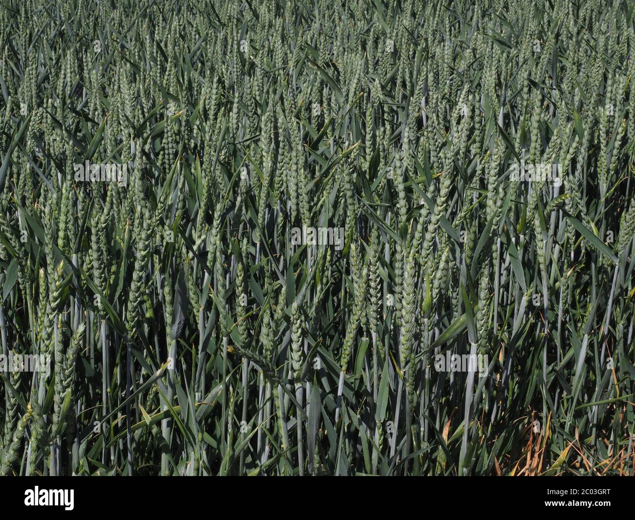 Weizenfeld Stockfoto