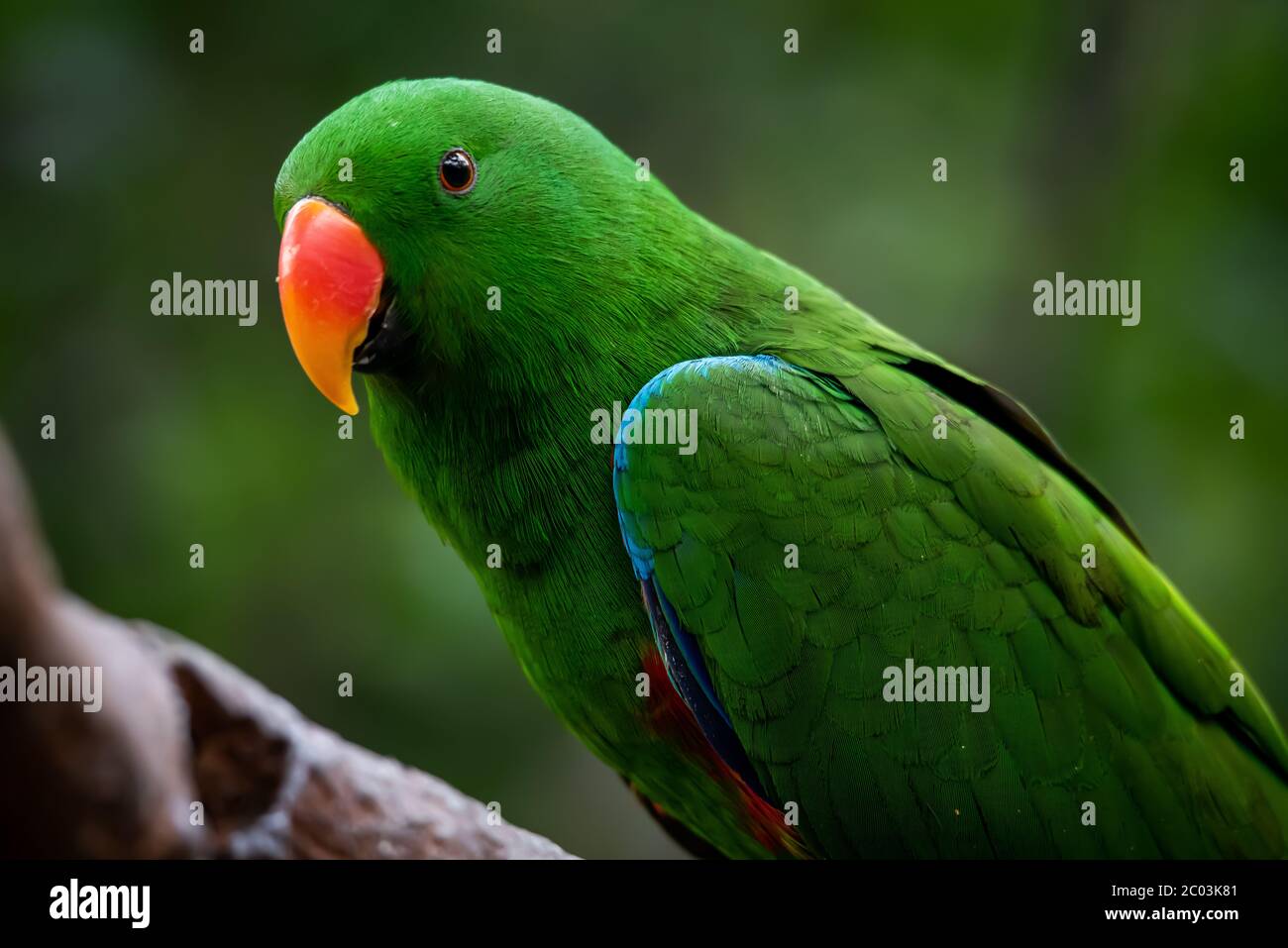 Porträt eines männlichen Eklectusparts Stockfoto