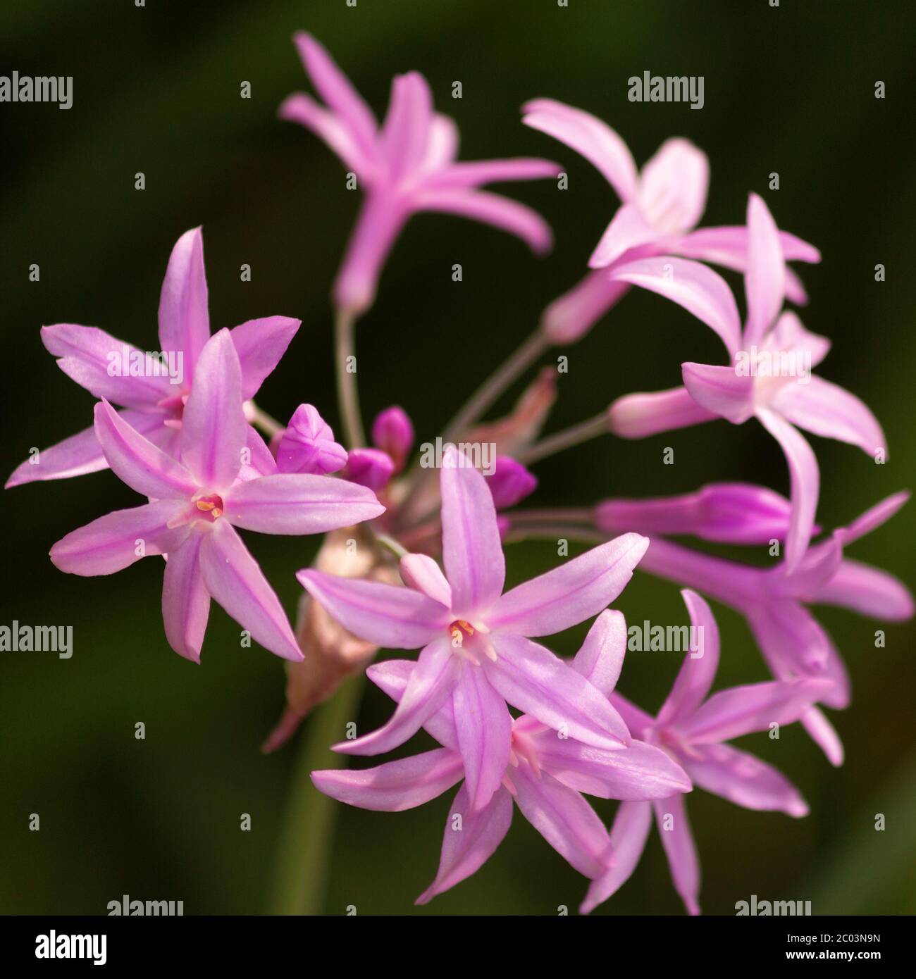 Rosa Sterne im Licht Stockfoto