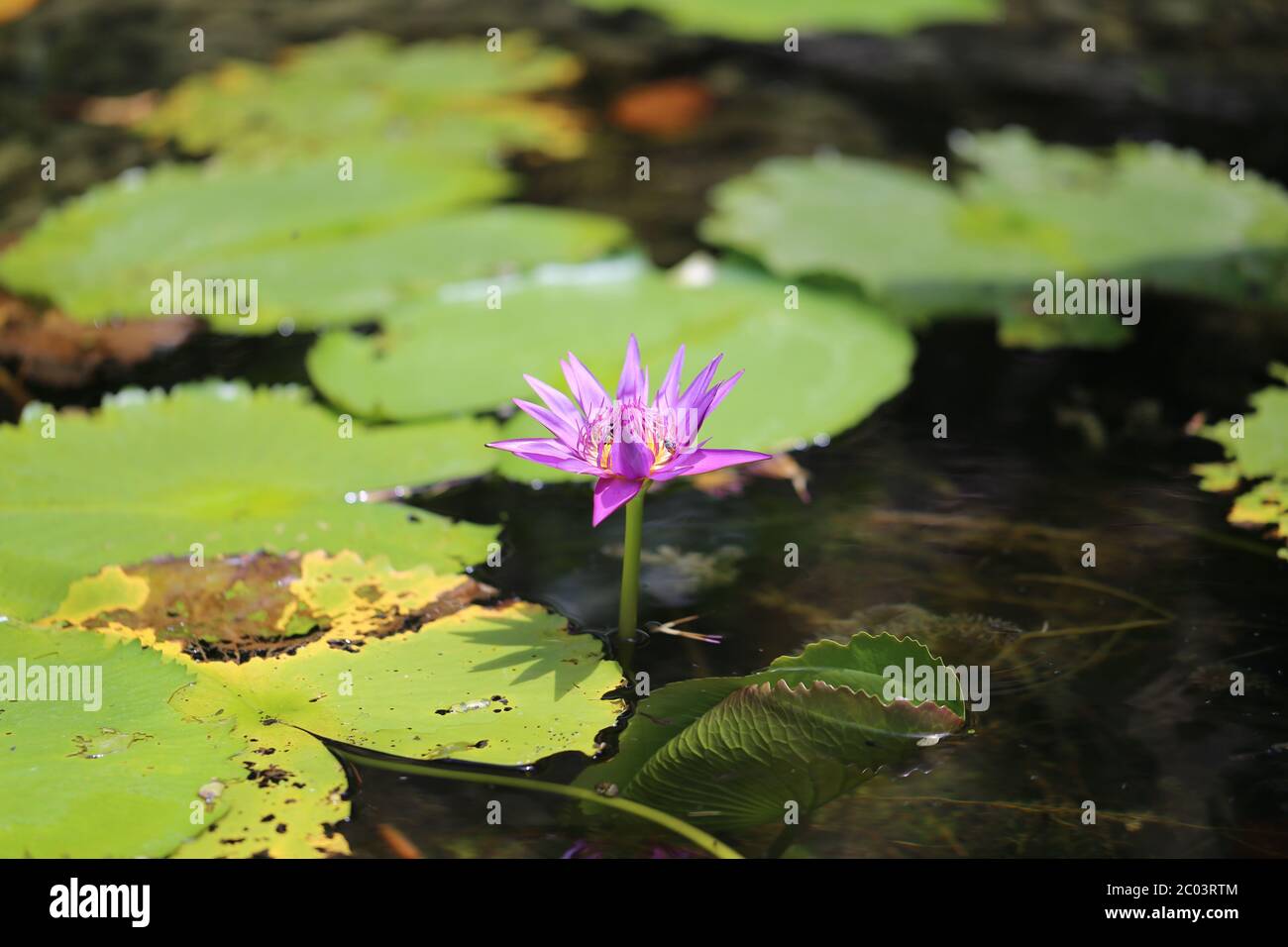 Verschiedene farbige Pflanzen und Blumen Stockfoto