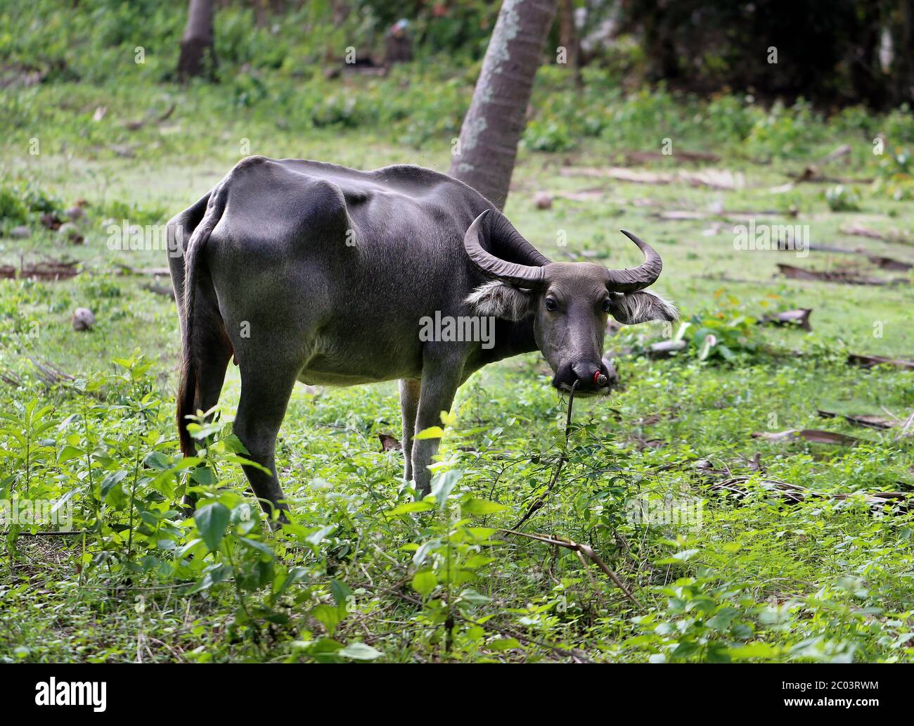 Schwarze thailändische Kuh Stockfoto