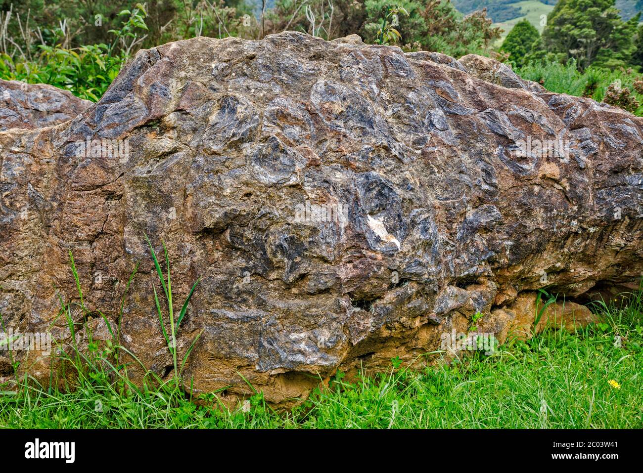 25 Millionen Jahre alte fossile Austern, die in Kalksteinfelsen nahe der Mangapohue Natural Bridge, Te Anga Road, Waikato, North Island, Neuseeland, freigelegt wurden Stockfoto