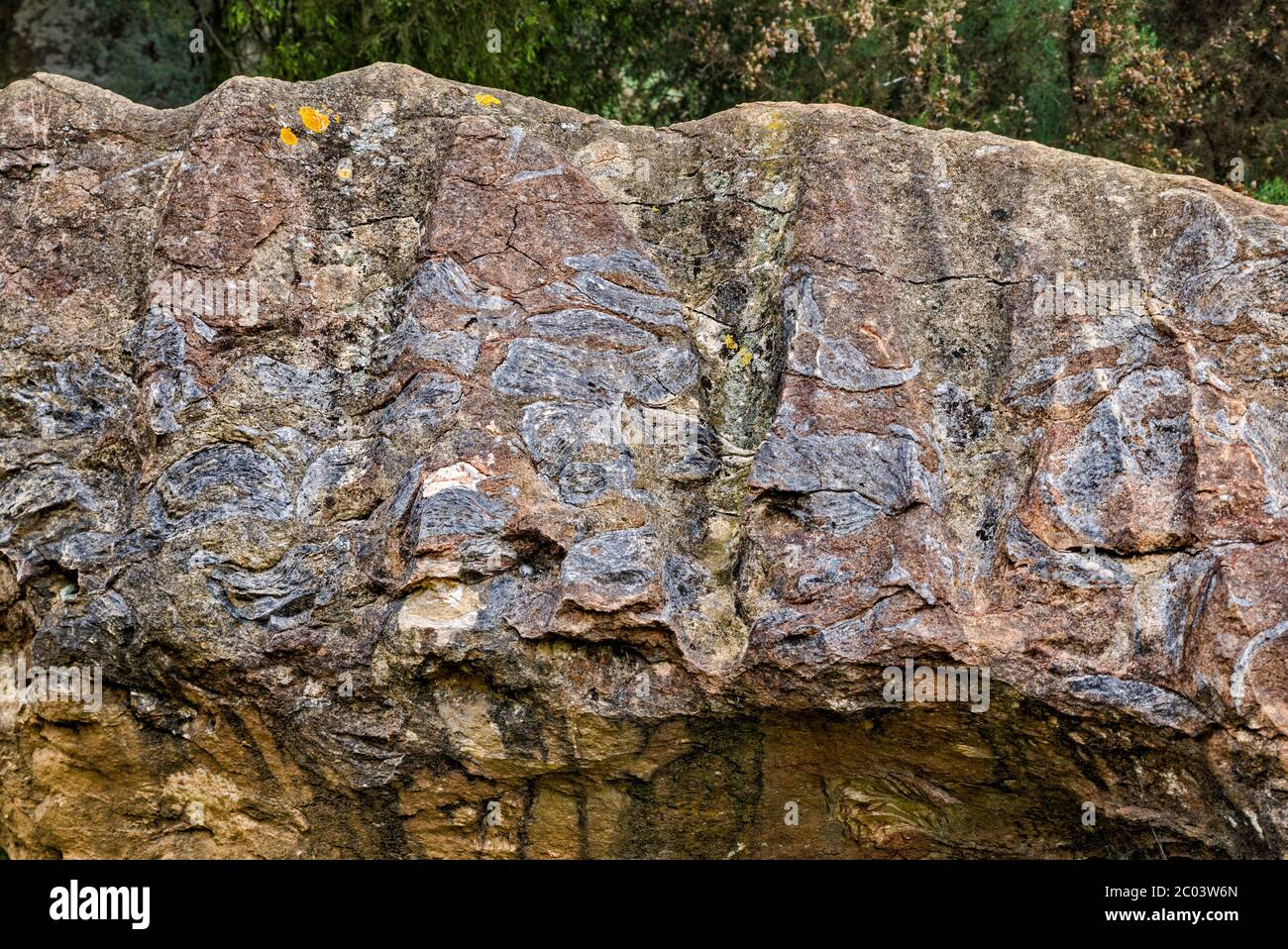 25 Millionen Jahre alte fossile Austern, die in Kalksteinfelsen nahe der Mangapohue Natural Bridge, Te Anga Road, Waikato, North Island, Neuseeland, freigelegt wurden Stockfoto