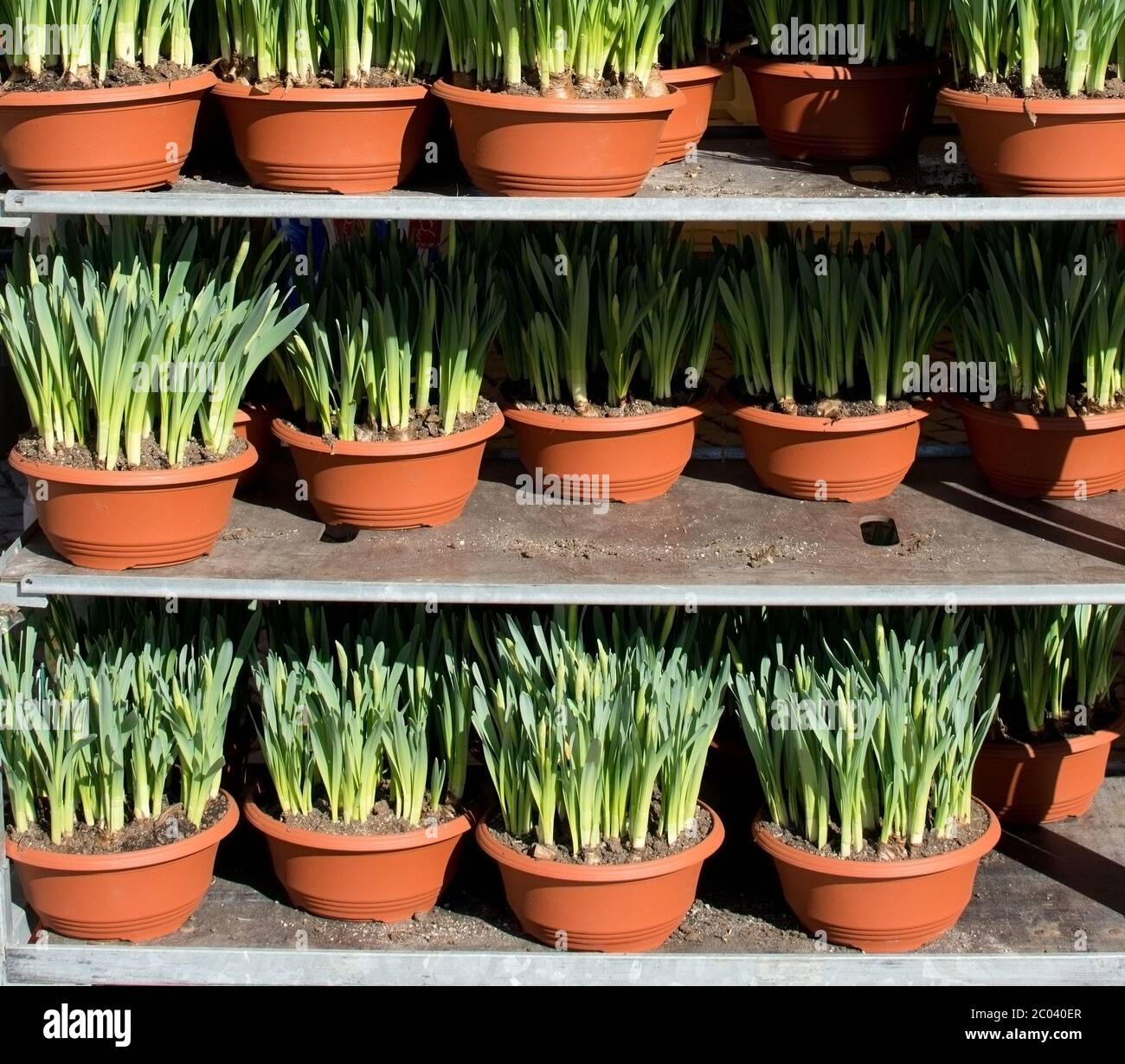 Narzissen Töpfe im Markt Stockfoto