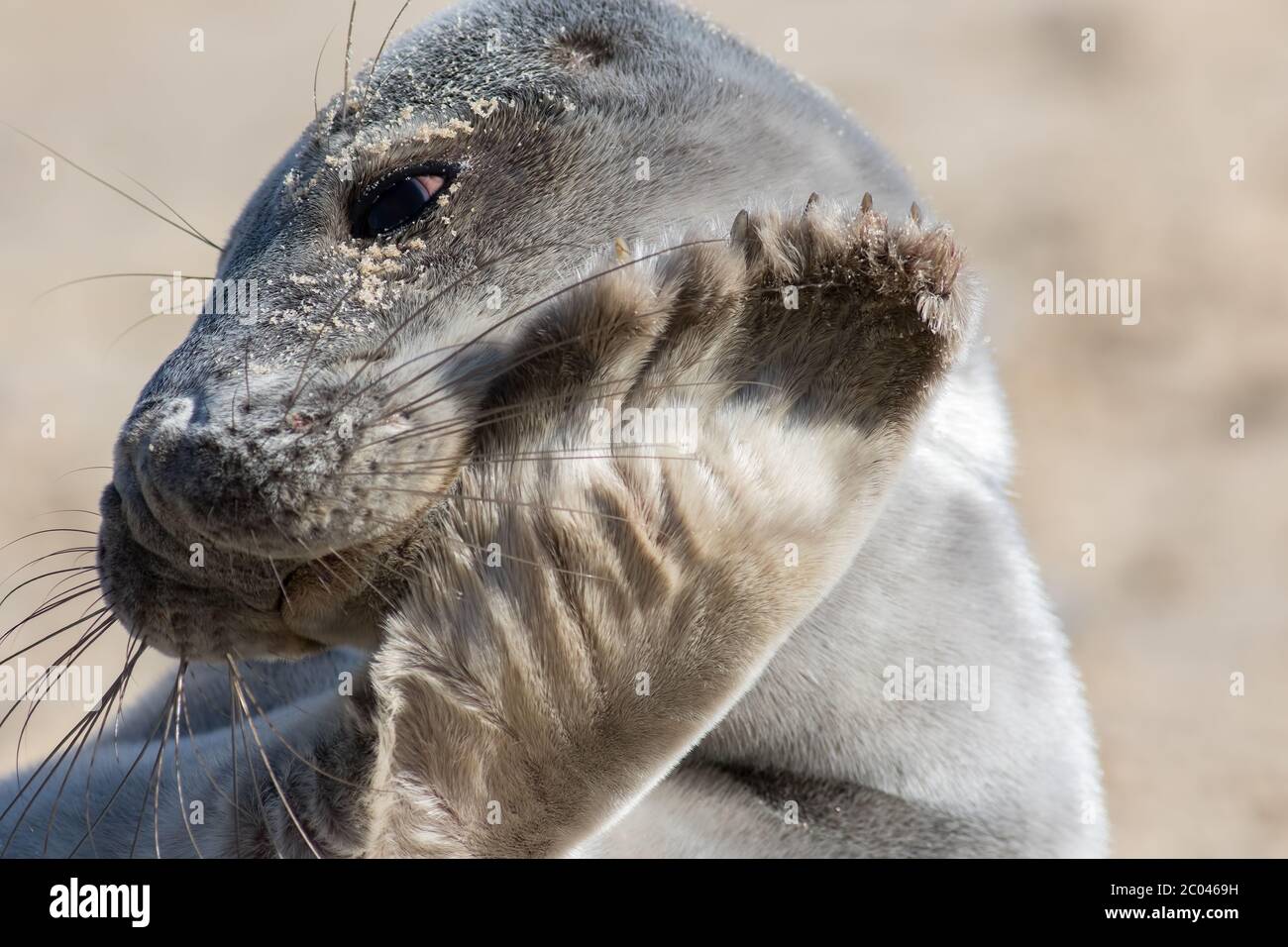 Graue Dichtfläche Nahaufnahme. Grauer Verschluss. Niedliches Tierbild. Coy junge Robbe bedeckt ihr Gesicht mit einem pelzigen Flipper. Scheue Meeressäuger vom Pferd Stockfoto