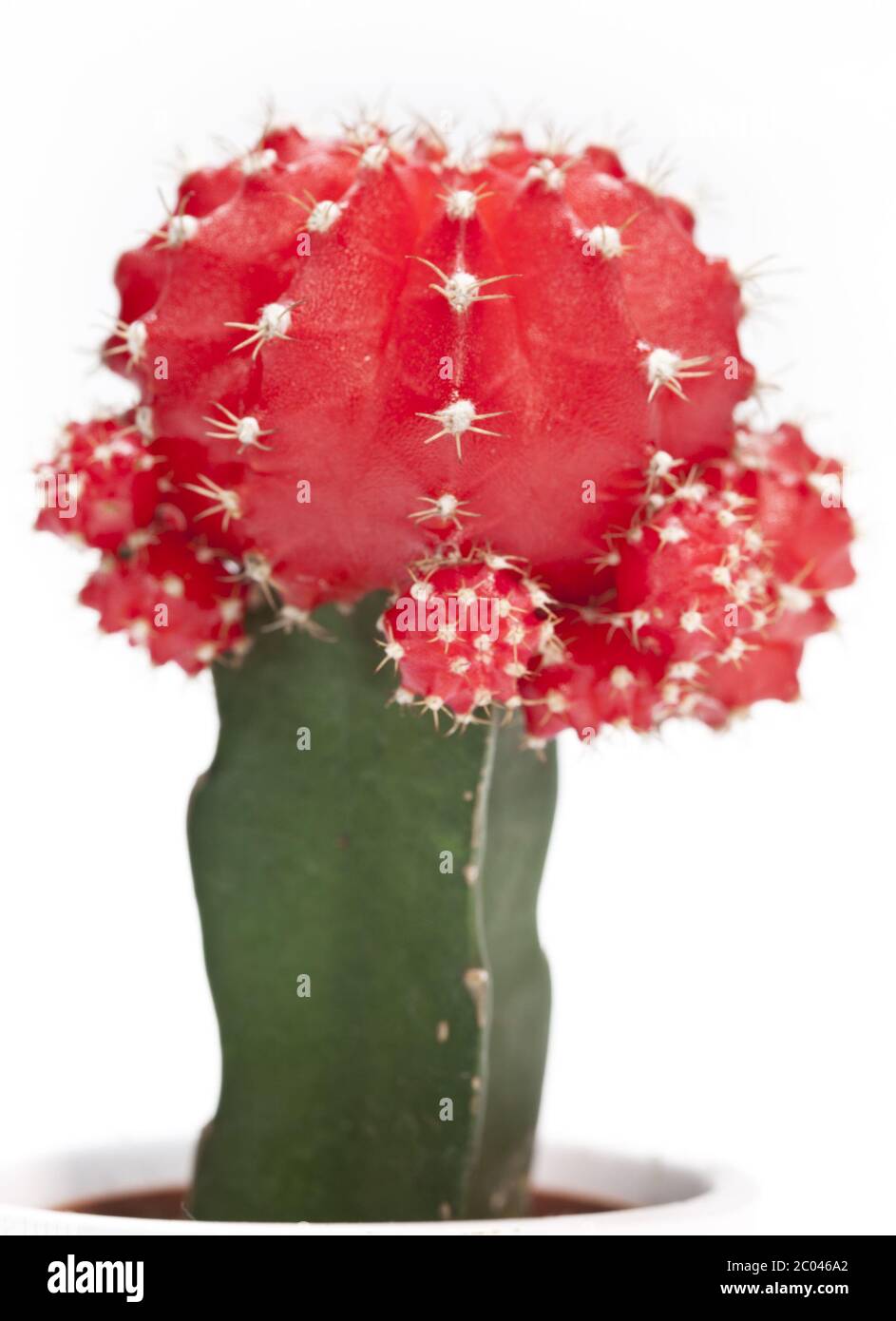 gymnocalycium nidulans Gymnocalycium nidulans  Floricoltura Lampugnani