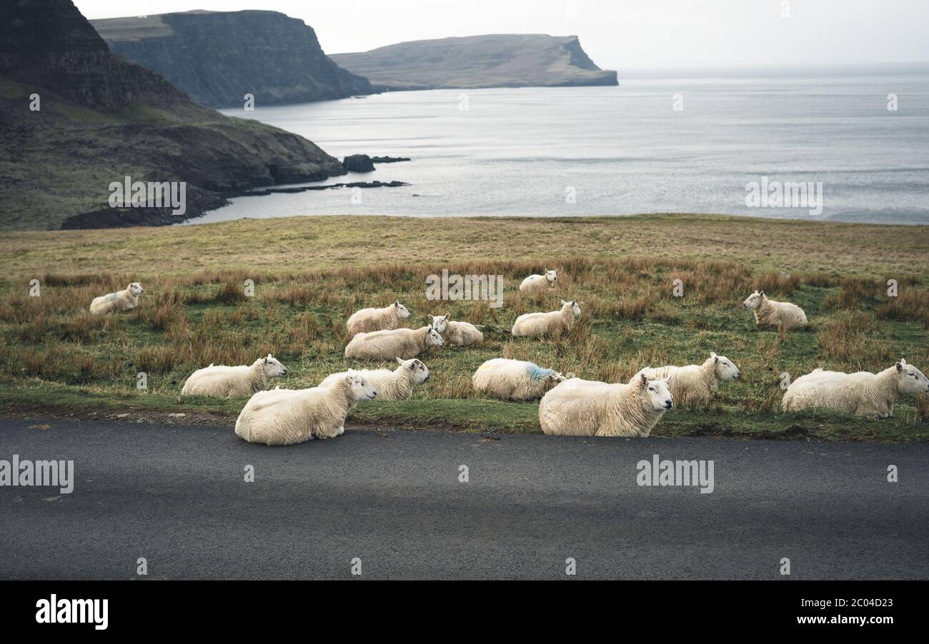 Schafe bei Regentag auf einspuriger Straße an der Westküste der Isle of Skye. Schottland, Vereinigtes Königreich. Typische schottische Inselszene. Horizontal, Querformat Stockfoto
