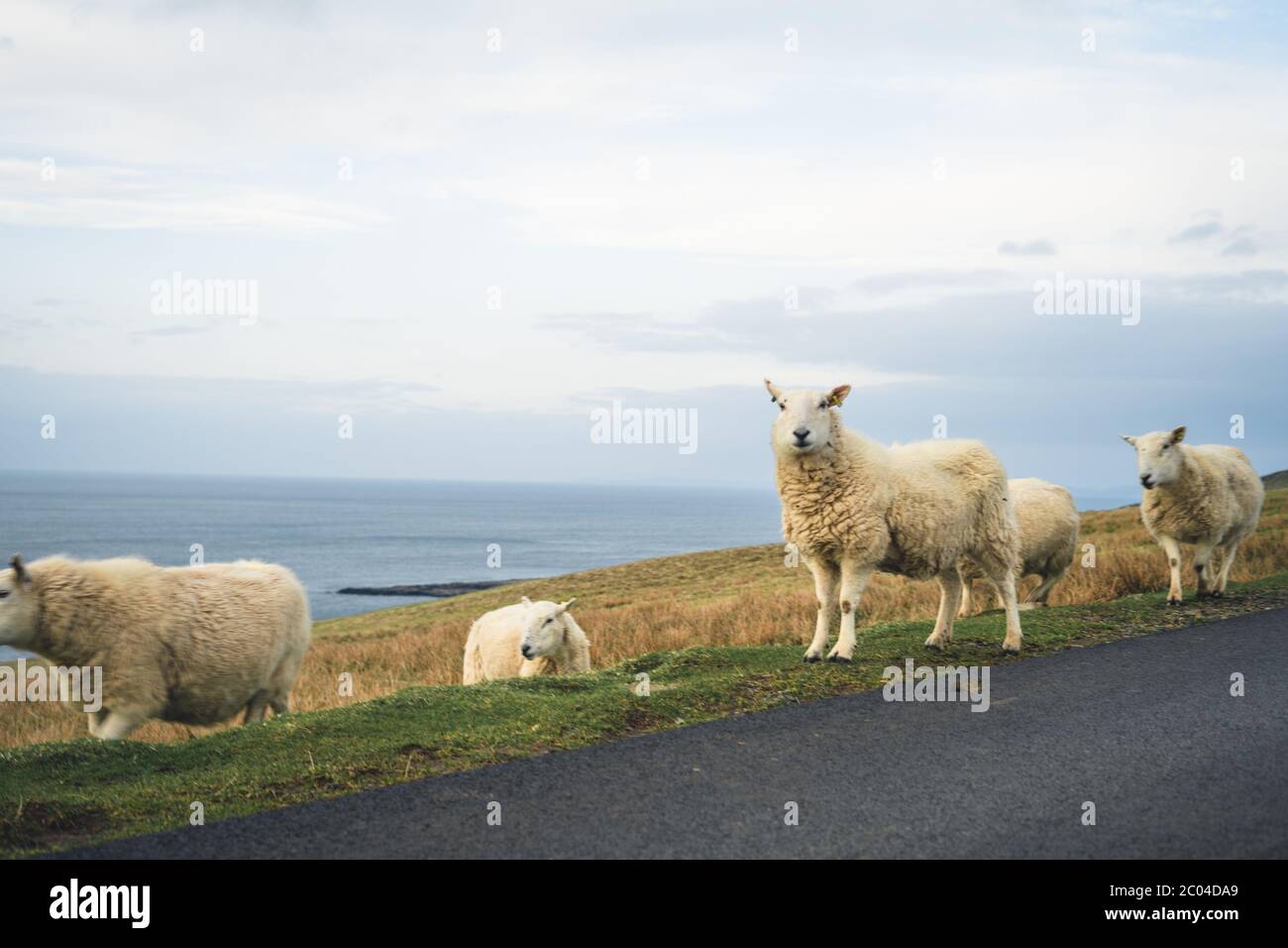 Schafe bei Regentag auf einspuriger Straße an der Westküste der Isle of Skye. Schottland, Vereinigtes Königreich. Typische schottische Inselszene. Horizontal, Querformat Stockfoto