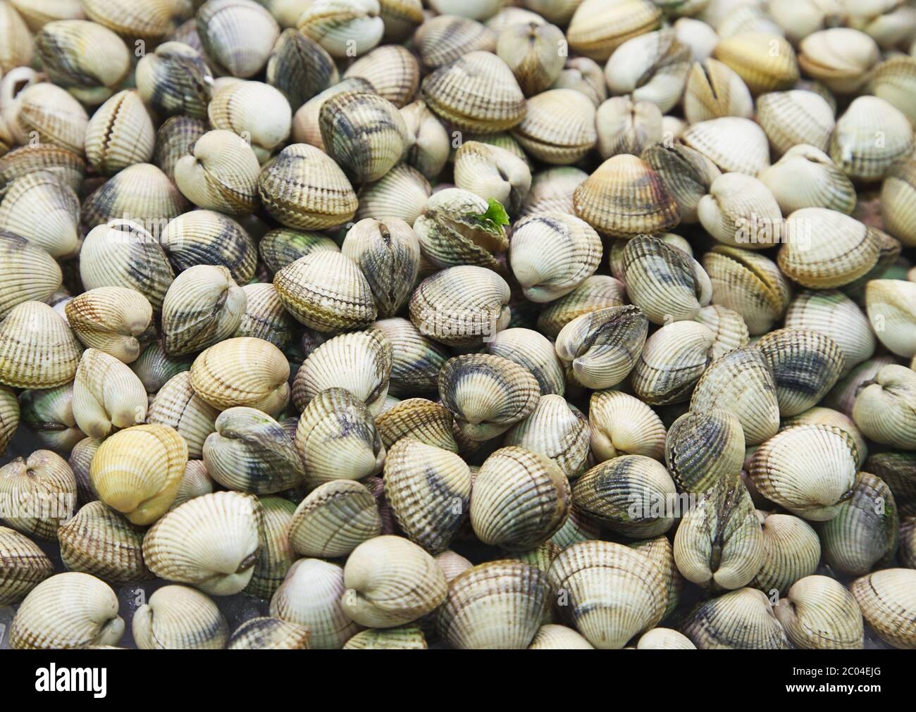 Frische Muscheln Nahaufnahme in ein Open-Air-Markt Stockfoto