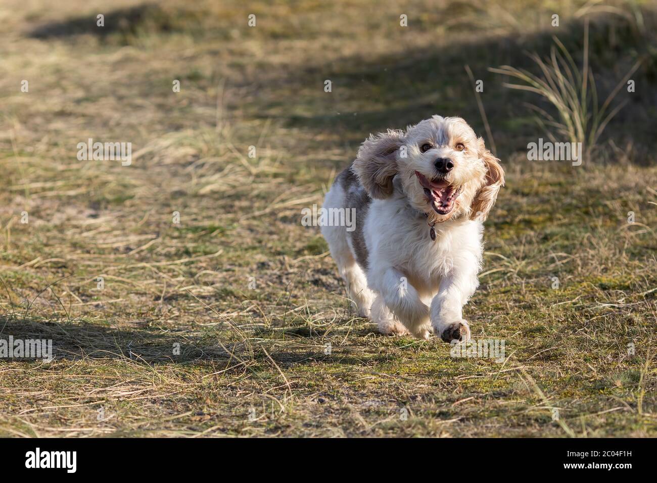 Fröhliches Hundegesicht. Nette Hunde mit Spaß laufen aus der Leine. Lustige Tier Meme Bild. Loyales Haustier spielen und genießen Freiheit auf dem Land. Stockfoto