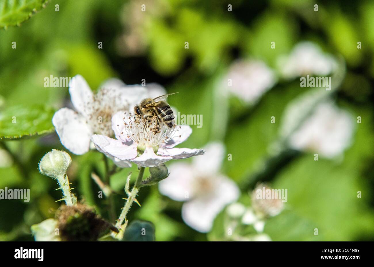 Brombeere Bramble blüht Anfang Juni mit einer Honigbiene, die nach Nektar aus der Blüte aufsuche. Spätsommer und Frühsommer, so dass die Bienen sehr beschäftigt sind Stockfoto