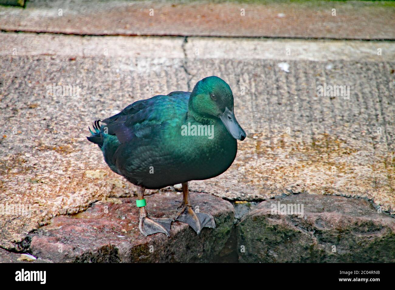 Schillernde grüne Cayuga-Ente schaut ins Wasser Stockfoto
