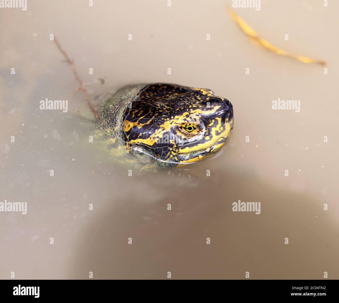 Schildkröte-Kopf Stockfoto