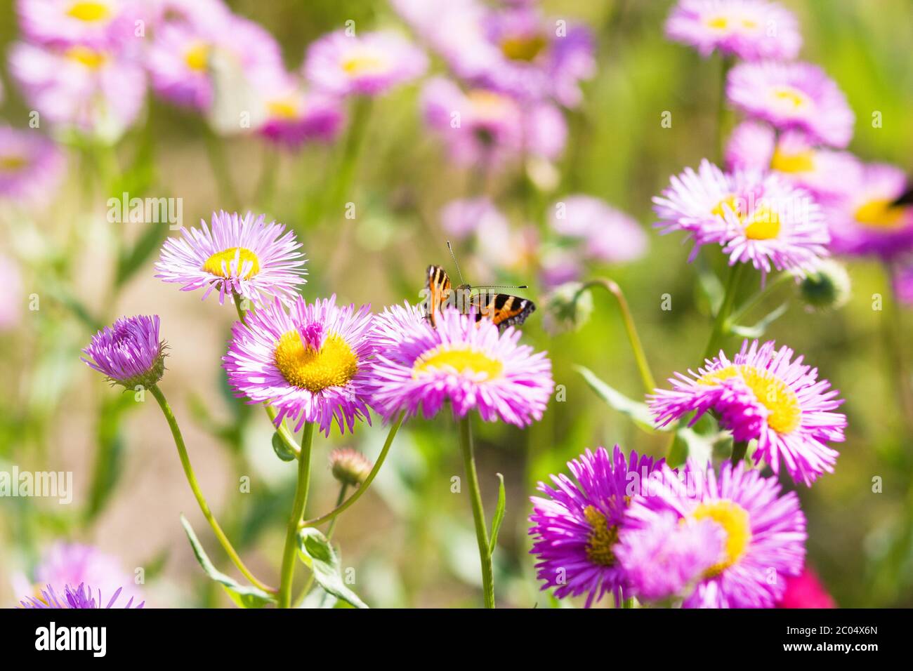 Sommergarten. Schmetterling auf rosa Blüten Stockfoto