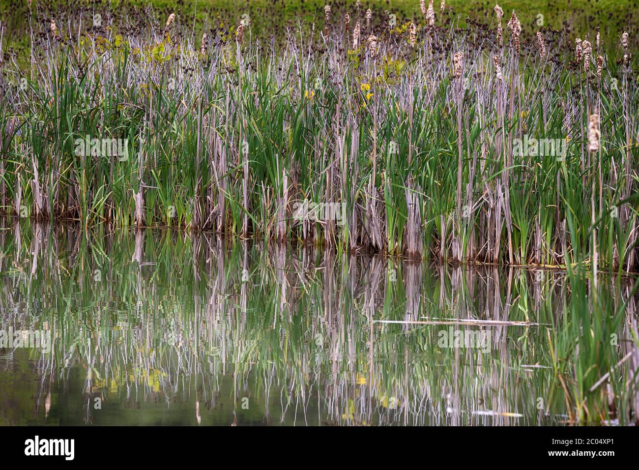 Natur, Pflanze, Rohrkolben, Reflexion, Schönheit in der Natur, Kopierer Raum, keine Menschen, Wasser Rand, Teich, Wasser, Natur, Stockfoto