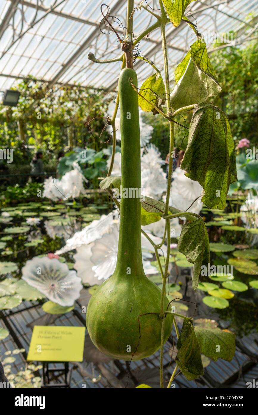 'Ethereal White Persian Pond', eine Glasskulptur von Dale Chihuly im Waterlily House, Royal Botanic Gardens, Kew, Richmond upon Thames, UK. Stockfoto