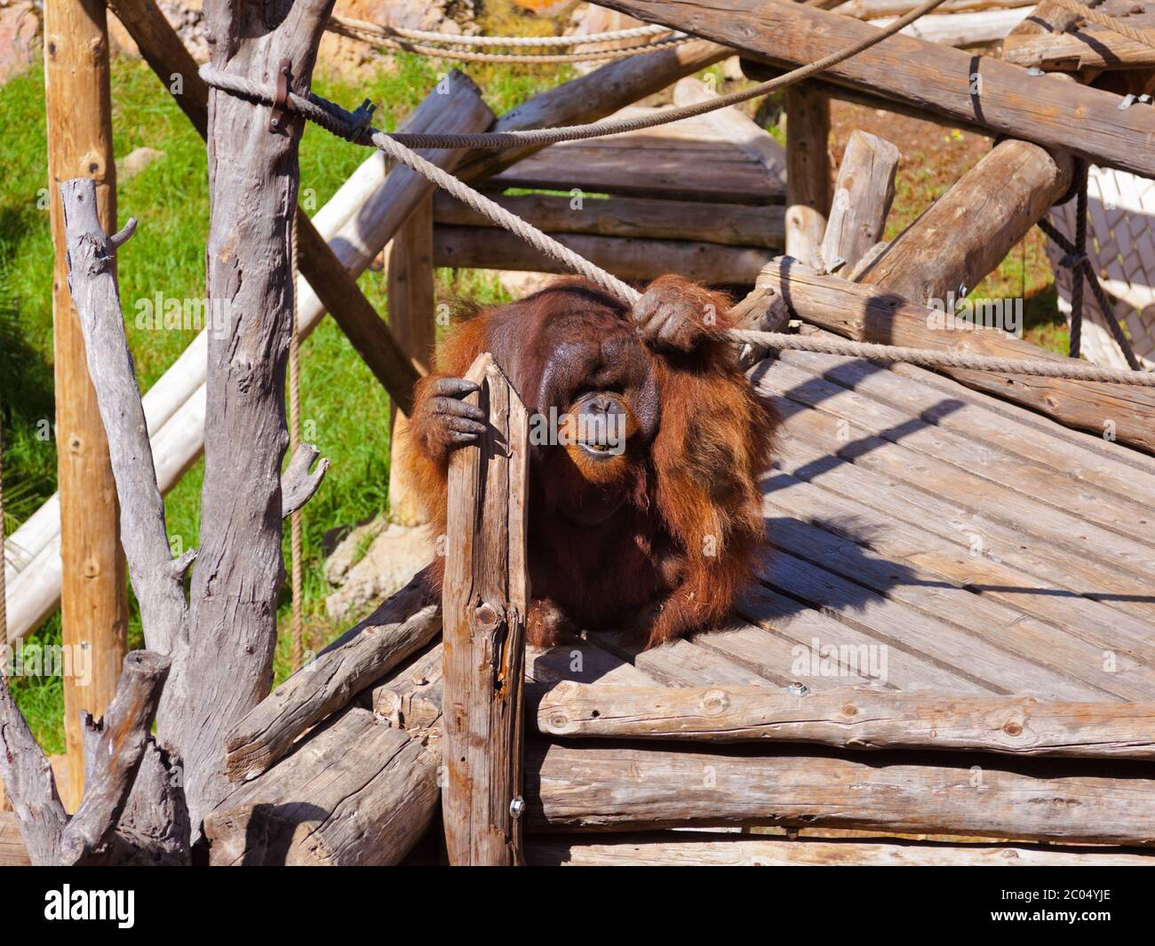Affe im Park auf Teneriffa Kanarische Stockfoto