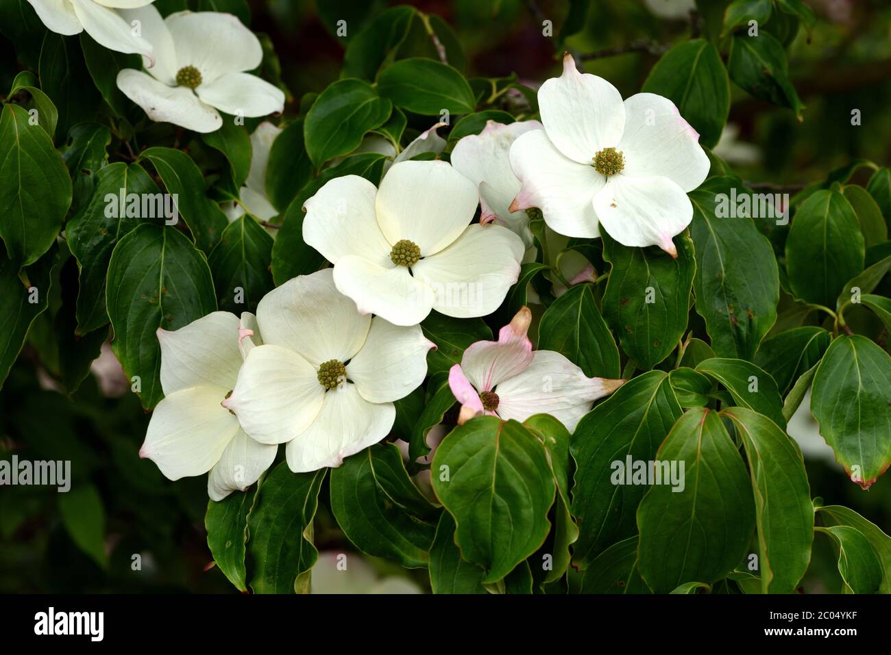 Ein Cluster von weißen Blüten eines chinesischen Dogwood. Stockfoto