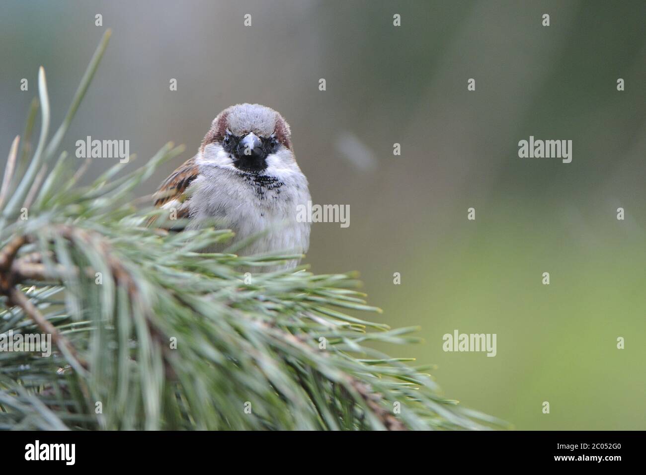 Haussperling Stockfoto