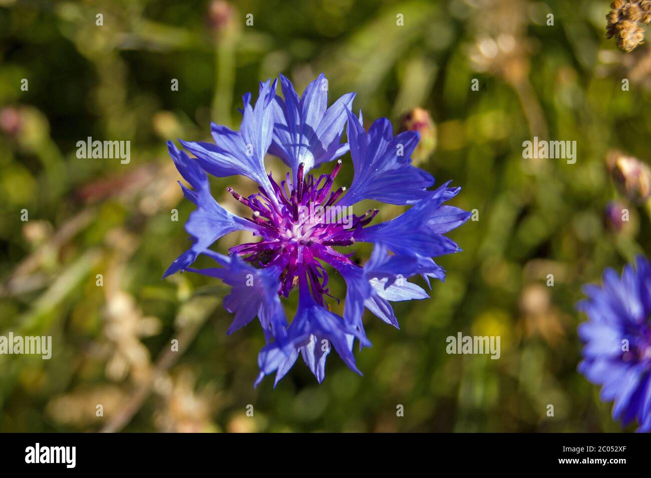 Nahaufnahme eines blauen Kornblumens, lateinischer Name Cyanus. Englische Landschaft, Sommerzeit. Stockfoto