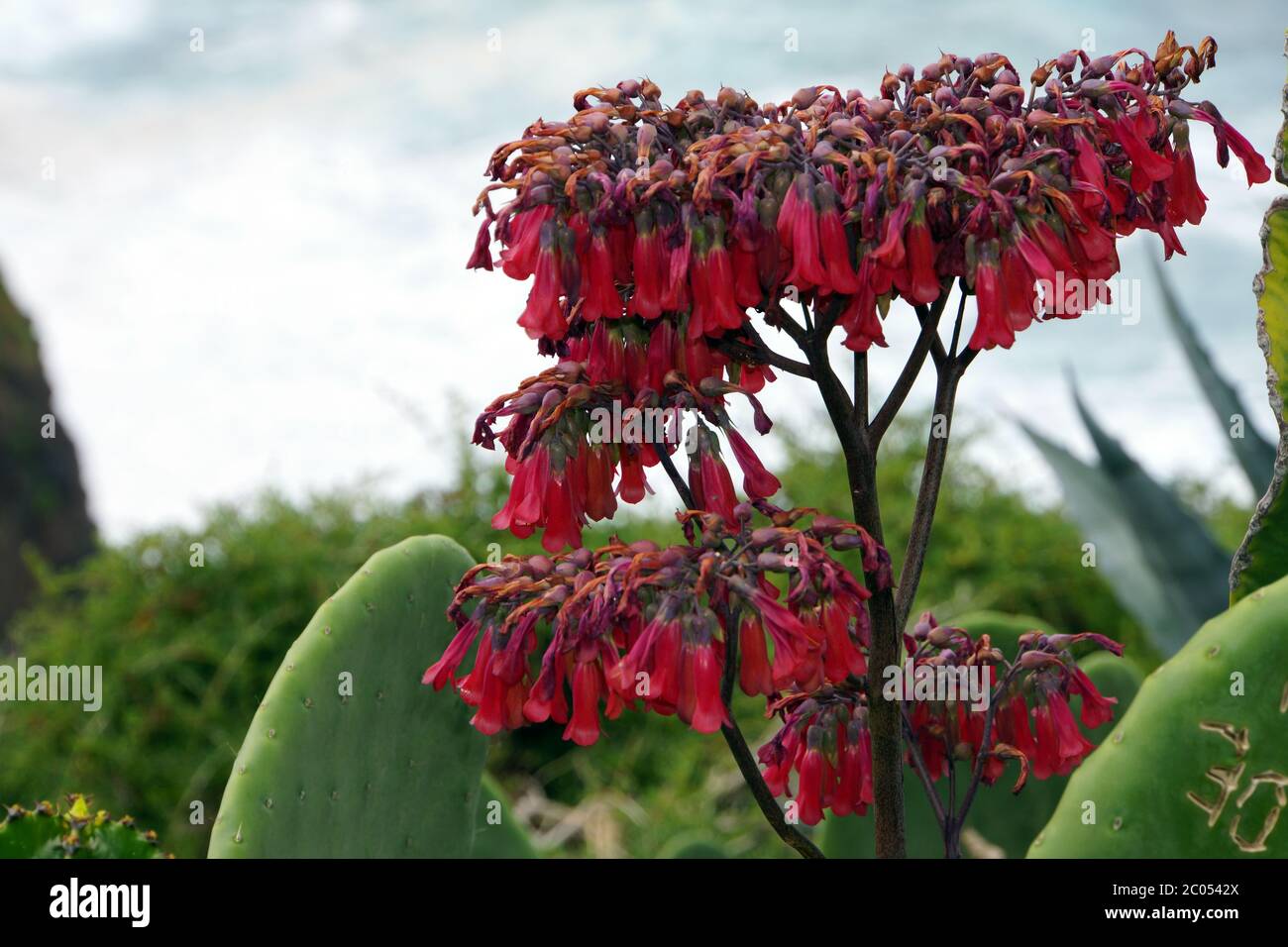 Brutblatt (Kalanchoe spec.), blühende Sukkulenten Stockfoto