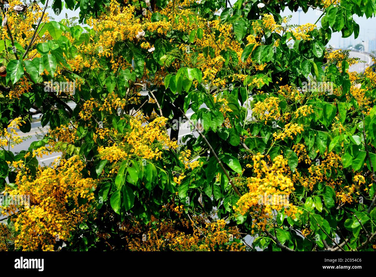 Weicher Fokus von blühenden gelben Burma-Padauk-Blüten, birmanischen Rosenholz-Blüten oder Pterocarpus macrocarpus Stockfoto