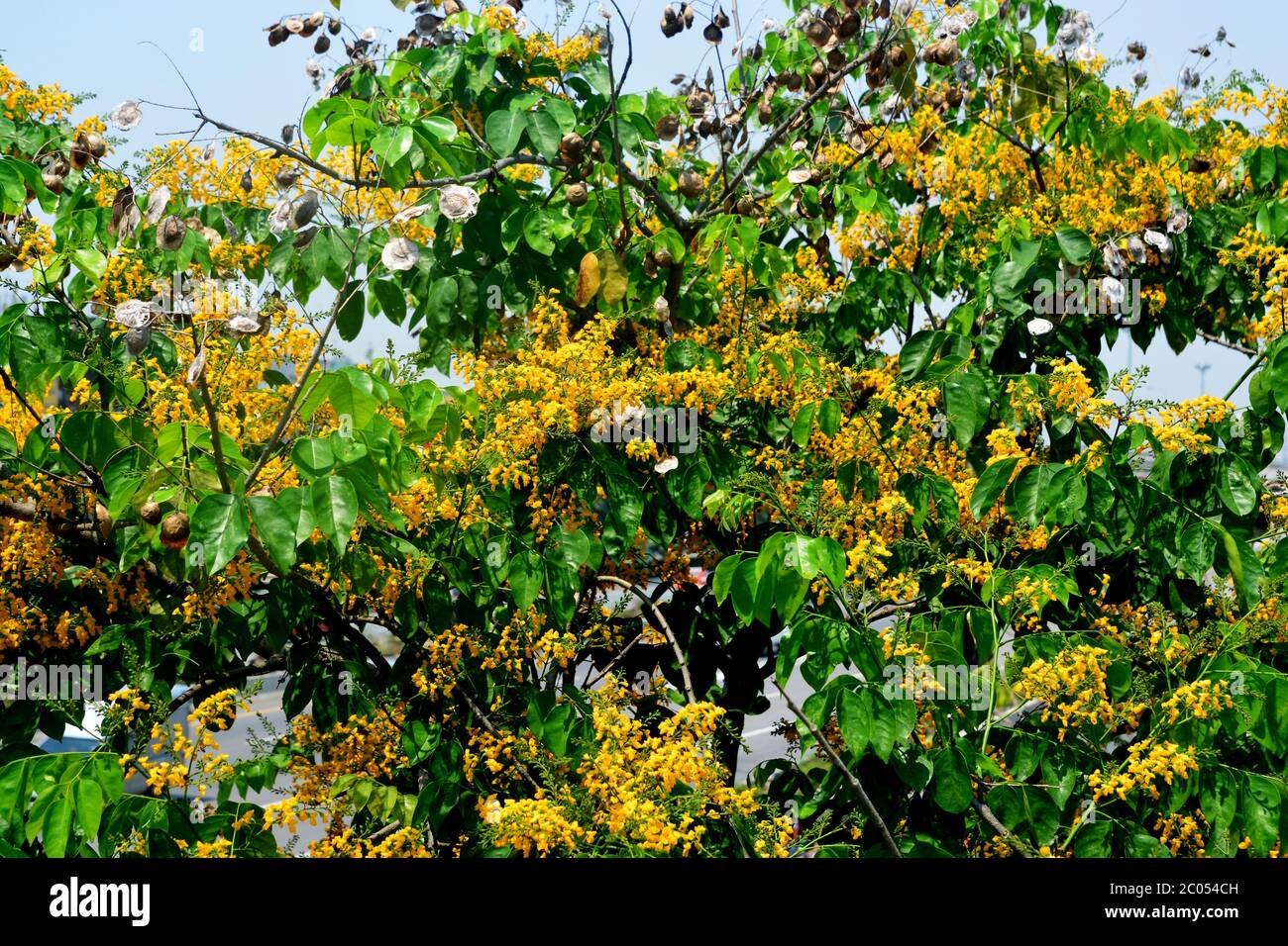 Weicher Fokus von blühenden gelben Burma-Padauk-Blüten, birmanischen Rosenholz-Blüten oder Pterocarpus macrocarpus Stockfoto