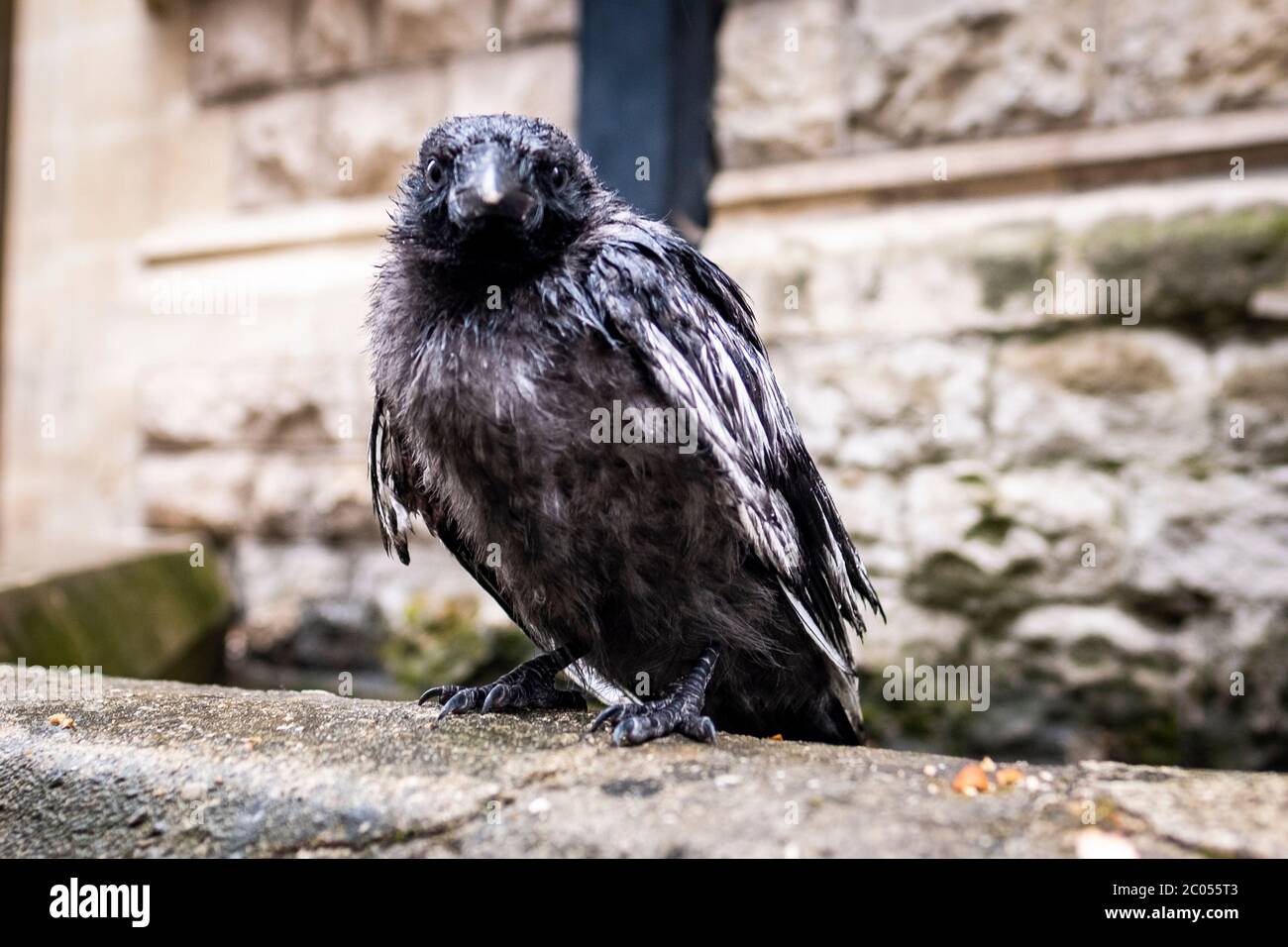 Junggebanken / Baby Krähe auf London City Street Stockfoto