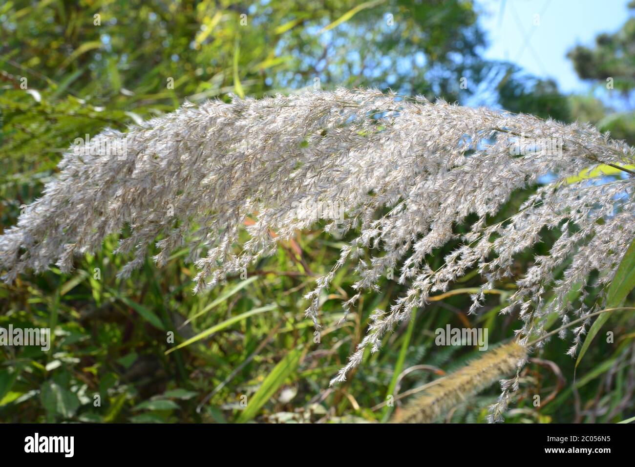 Saccharum Spontaneum oder Kash Phool Stockfoto