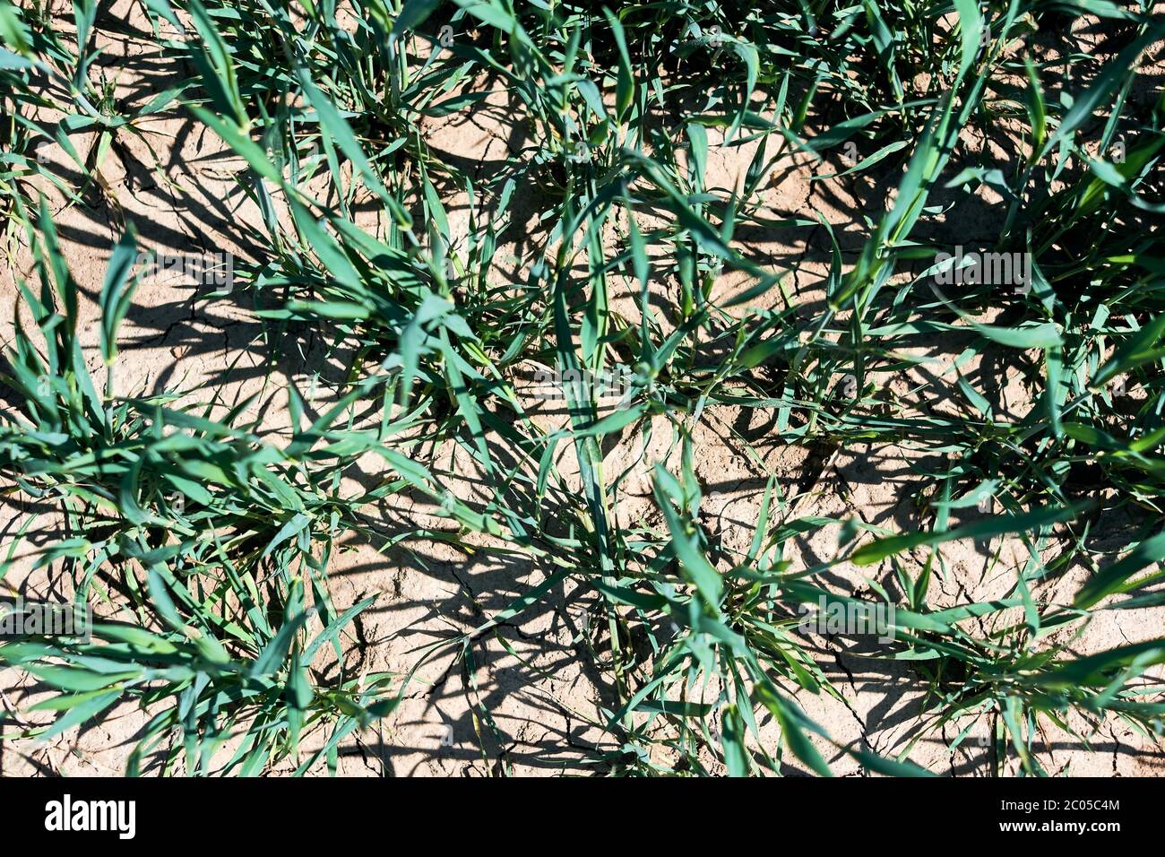Frisches Getreidefeld mit brauner Erde bei Frühlingssonnenschein. Landwirtschaftliches Konzept, Landschaft für Tapeten, Vogelperspektive, junge grüne Weizensprossen. Stockfoto