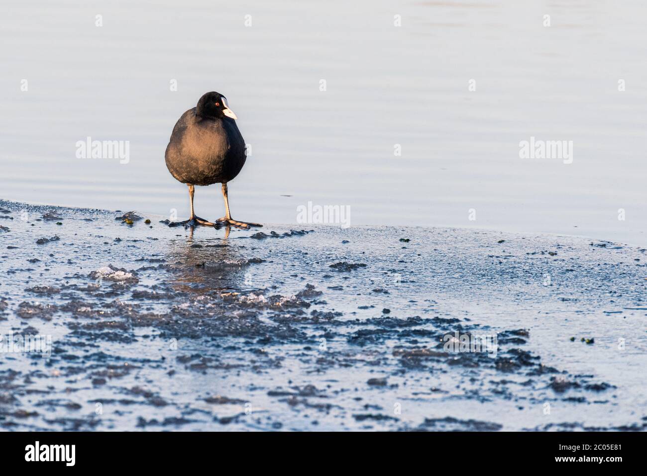 Ein Ruß (fulica atra) steht an einem schönen Wintertag auf dem dünnen Eis eines gefrorenen Teiches. Stockfoto