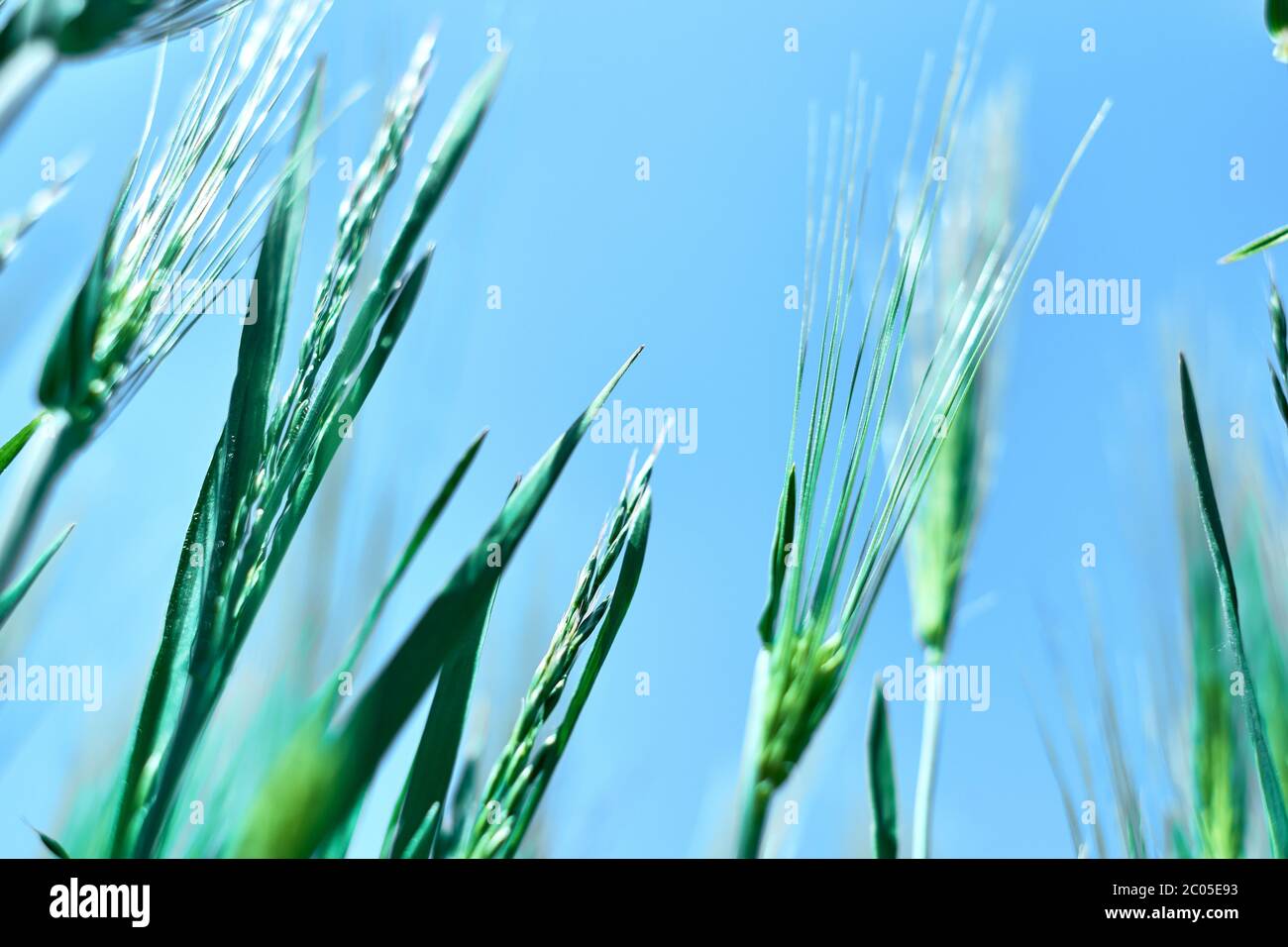 Frisches grünes Getreidefeld mit blauem Himmel bei Frühlingssonnenstrahlen. Gerstenkorn wird für Mehl, Brot, Bier, einige Whiskeys, einige Wodkas und Tierfutter verwendet. Stockfoto