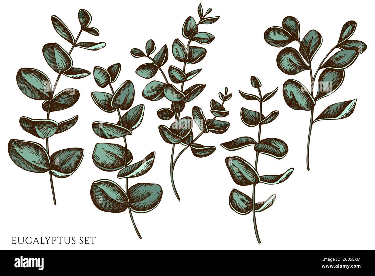 Vektor-Set von Hand gezeichnet farbigen Eukalyptus Stock Vektor