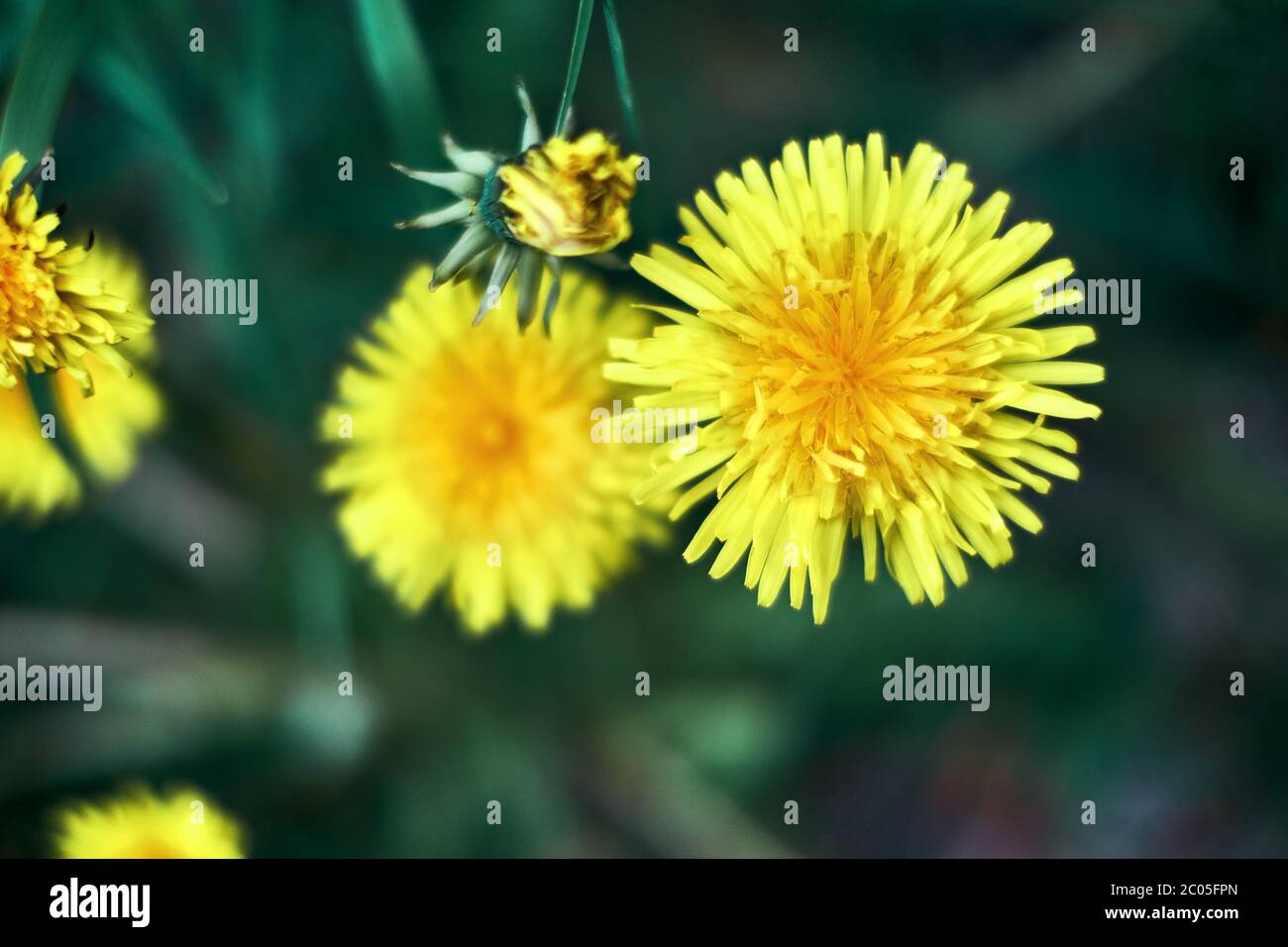 Makrofoto einer gelb blühenden Löwenzahn Blume, Nahaufnahme auf einem dunkelgrünen Hintergrund. Frische Frühlingsblumen aus Vogelperspektive für eine Tapete. Stockfoto