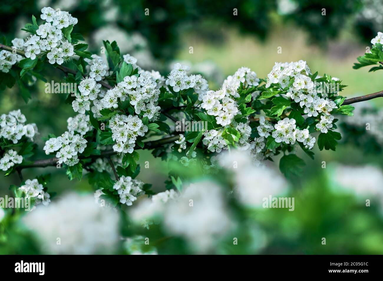 Einsaat-gemeine Weißdornhecke mit schneeweißen Blüten und frischen grünen Blättern. Verzweigung mit grünem Hintergrund. Geringe Schärfentiefe. Stockfoto