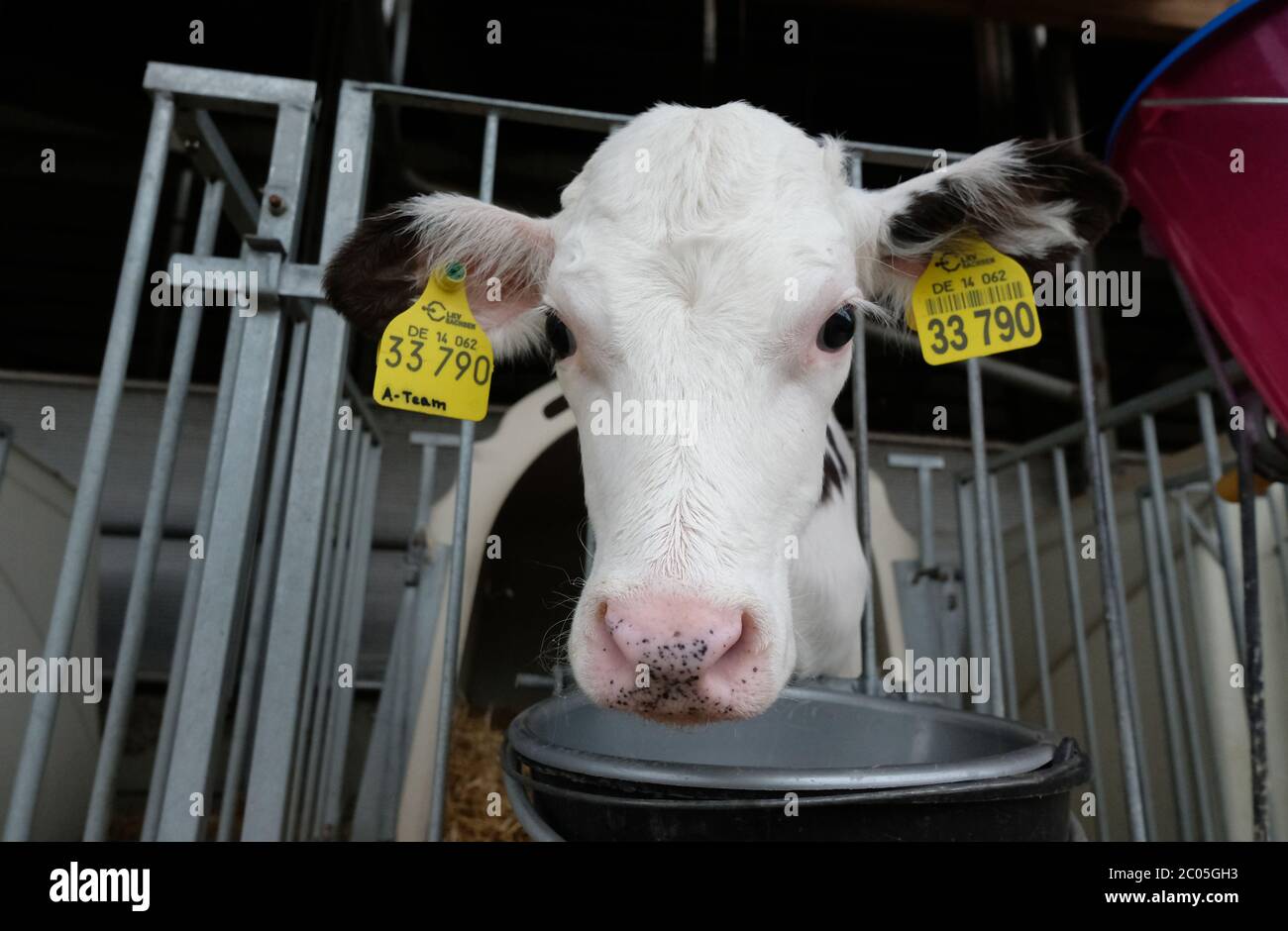 Reichenbach, Deutschland. Juni 2020. Ein Kalb der Holstein-Friesischen Rasse auf einem Milchviehbetrieb. Holsteins gelten als die besten Milchkühe der Welt unter den Rinderrassen. Keine andere Rasse erreicht einen so hohen Milchertrag und kann ihn unter so vielen verschiedenen Bedingungen auf diesem Niveau halten. Quelle: Sebastian Willnow/dpa-Zentralbild/ZB/dpa/Alamy Live News Stockfoto