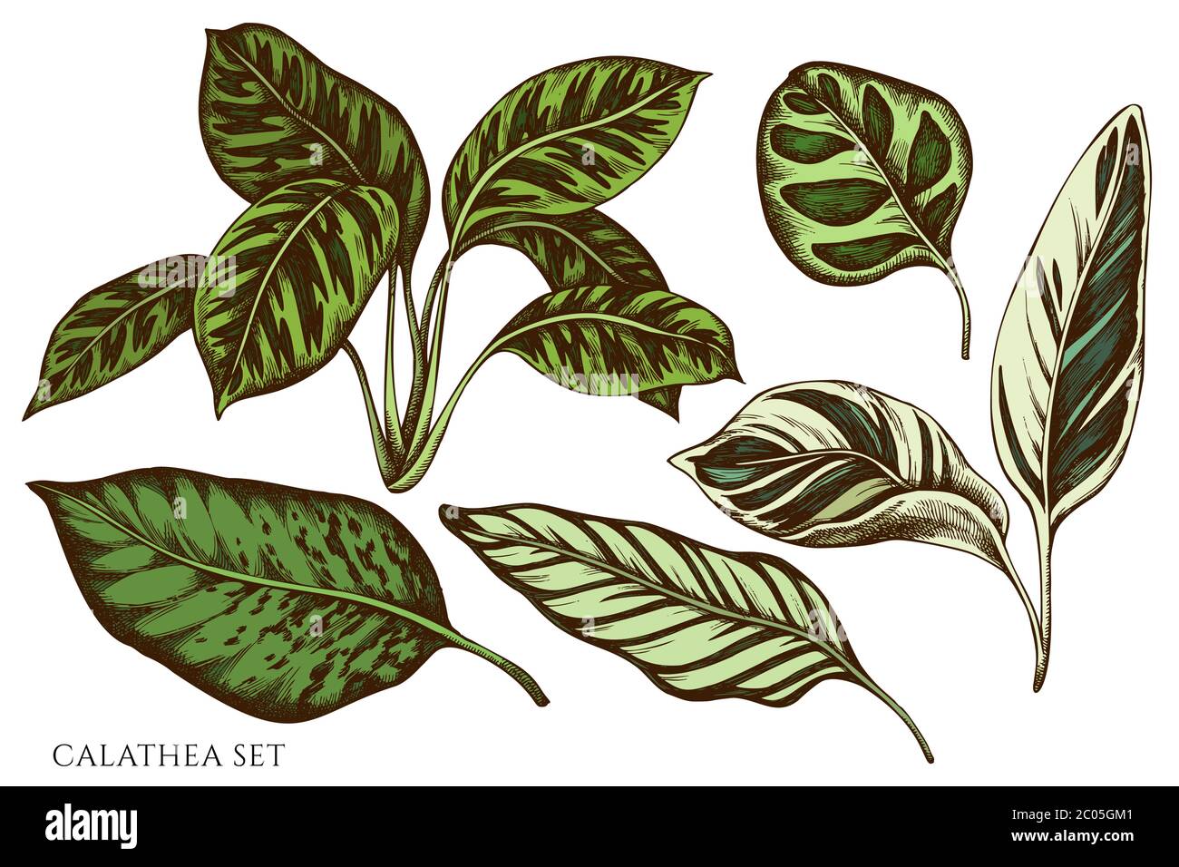 Vektor-Set von Hand gezeichnet farbigen calathea Stock Vektor