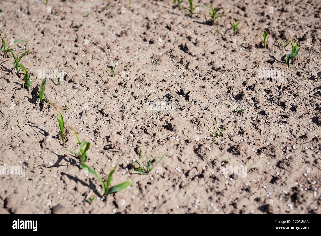 Knstlicher Stickstoffdnger auf braunem Boden. Groes Feld mit weien  mineralischen Dngekugeln - Harnstoff (Carbamid) und kleinen frischen  grnen Pflanzen Stockfotografie - Alamy